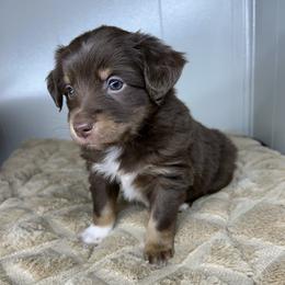Boy 2 - Red Miniature Australian Shepherd puppy in Hokes Bluff, Alabama from Alegria Toy Aussies