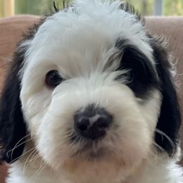 Green - Sheepadoodle puppy from CelticDoods