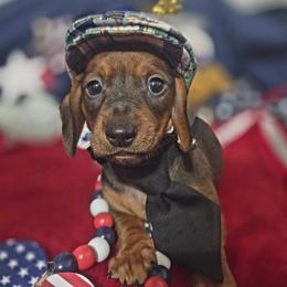 Duke - Red male Dachshund puppy in Bandera, Texas from Pup Cakes