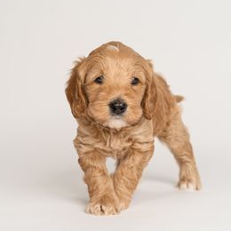 Boy 2 - Australian Labradoodle puppy in Darien, Connecticut from Nutmeg by the Sea Australian Labradoodles