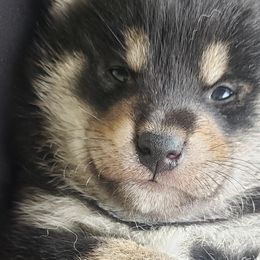Shiba Inu from Shinobi Shiba