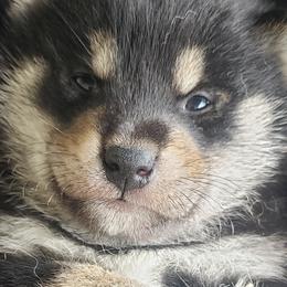 Shiba Inu from Shinobi Shiba