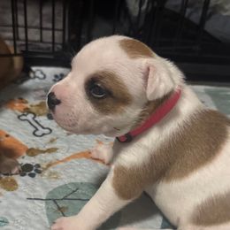 Penny - Red female Staffordshire Bull Terrier puppy in Port Saint Lucie, Florida from Southern Staffies