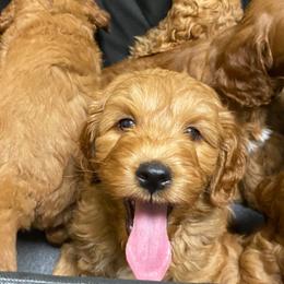 Goldendoodle Puppies from Golden Haven Puppies