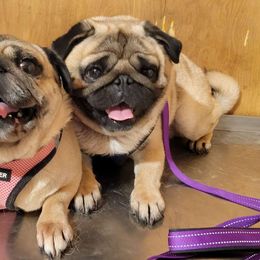 Pug puppies from Peak Bullies and Pugs SC