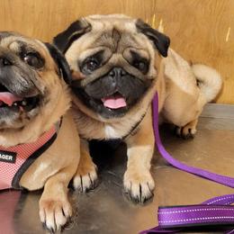 Pug puppies from Peak Bullies and Pugs SC