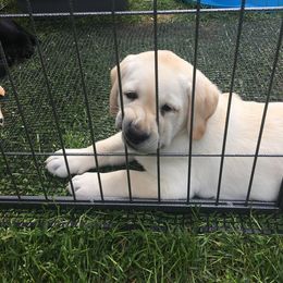 Labrador Retriever Puppies from Hunters Dream Labradors