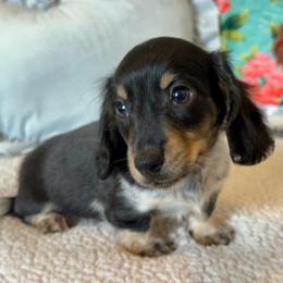 Spot - Piebald male Dachshund puppy in Gladewater, Texas from Devoted Dachshunds