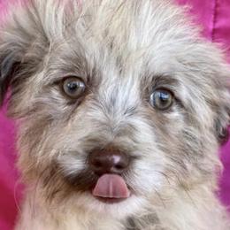 Aussiedoodles and Miniature Australian Shepherds from Buffalo River Puppies
