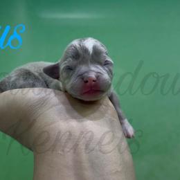 Cyrus - Blue and white male Chihuahua puppy in Patchogue, New York from Cloudshadow Kennels