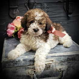 Girl 3 - Black and white female Springerdoodle puppy in Fargo, North Dakota from Dakota SpringerDoodles