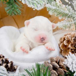 Aspen - White and biscuit female Samoyed puppy in West Jordan, Utah from Rocky Mountain Samoyeds