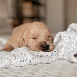 Joey Tribbiani, Boy - Red  male Goldendoodle puppy in Maricopa, Arizona from Desert Ridge Doodles