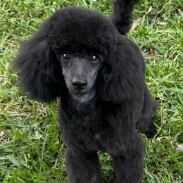 Blu - Blue male Poodle puppy in Labelle, Florida from RomLein Poodles