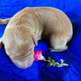 Copper - Caramel red female Labradoodle puppy in Montrose, Colorado from Ithilien Labradoodles