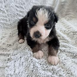 Bobby - Black tri-color male Australian Shepherd puppy in Atkinson, Illinois from Diamond Ridge Aussies