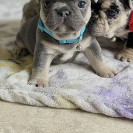 French Bulldog Puppies from KM French Bulldogs