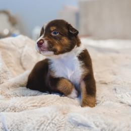 Maple AKC - Red tri-color female Australian Shepherd puppy in Polk City, Florida from Skaky Shepherds
