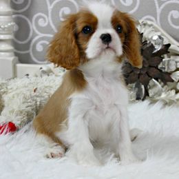 Cavalier King Charles Spaniel Puppies from Oak Haven Cavaliers
