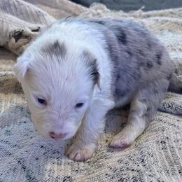 Phoenix - Blue merle female Border Collie puppy in Mckinney, Texas from Border Collies of Ruidoso