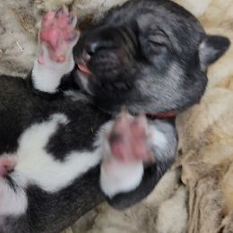Boy 2 - male Turkish Boz Shepherd puppy in Steamboat Springs, Colorado from Emerald Mtn Ranch LLC