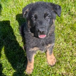 Sprout - Black and red male German Shepherd puppy in Waterloo, New York from Von Nikolaos German Shepherds