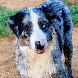 Tide - Blue merle male Australian Shepherd puppy in Mineral Wells, Texas from A6 Australian Shepards