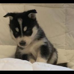 Siberian Husky Puppies from Morgan's Siberian Huskies