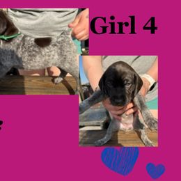 Girl 4 - Liver roan German Shorthaired Pointer puppy in Indiana from Jericho Hills GSP’s