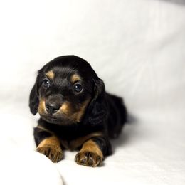 Dachshund Puppies from Lucky B Dachshund’s