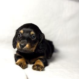 Dachshund Puppies from Lucky B Dachshund’s