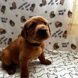 Diamond - Yellow female Labrador Retriever puppy in Melrose, New Mexico from ECMO Farm Dalmatians & Labrador Retrievers