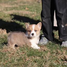 Benji - Red male Pembroke Welsh Corgi puppy in Morgantown, Pennsylvania from Goldstar Puppies (License Number 18519)