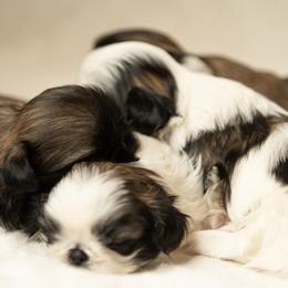 Shih Tzu Puppies from Good Lil Shih Tzu