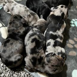 Dachshund Puppies from Dachshund Family Love Breeders