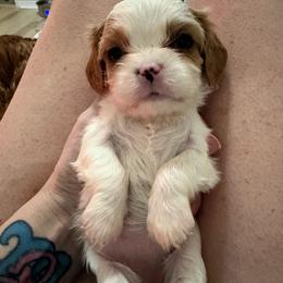 Boy blue - Blenheim male Cavalier King Charles Spaniel puppy in Melbourne, Florida from Majestic Cavaliers of Melbourne FL
