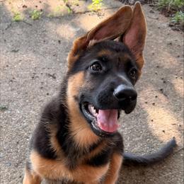 Arabella - Black and red female German Shepherd puppy in Charlottesville, Virginia from AB_Elite_GSD