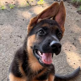 Arabella - Black and red female German Shepherd puppy in Charlottesville, Virginia from AB_Elite_GSD