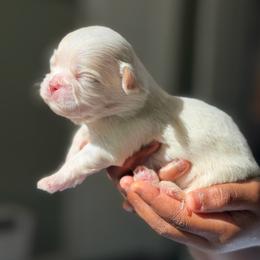 Boy1 - Cream and white male Shih Tzu puppy in Union City, Georgia from Chinx Puppy Songs