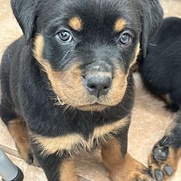 Boy 1 - Black and rust male Rottweiler puppy in San Antonio, Texas from HAUS OF RZA