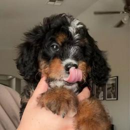 Cocoa - Tri-color female Bernedoodle puppy in Peoria, Arizona from Wroth's Paws