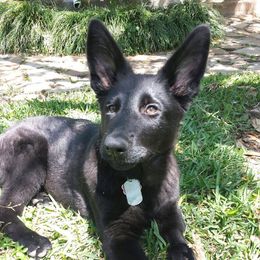 German Shepherds from Sharock Shepherds