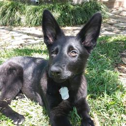 German Shepherds from Sharock Shepherds