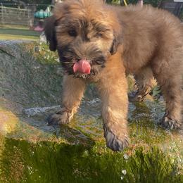 Australian Shepherd and Soft Coated Wheaten Terrier Puppies from BellSharps Australian Shepherds