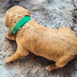 Green collar - Red  male Poodle puppy in El Paso, Texas from Paws Of Beauty