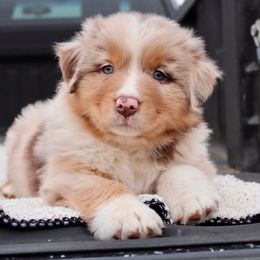 Australian Shepherd Puppies from AW Standard Aussies