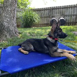German Shepherd Puppies from Paws Of Germany