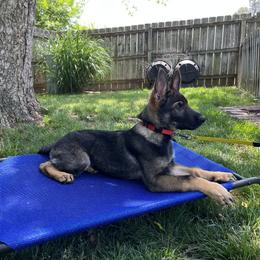 German Shepherd Puppies from Paws Of Germany
