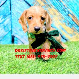 Wire hair green collar - Red female Dachshund puppy in Acton, California from DTR