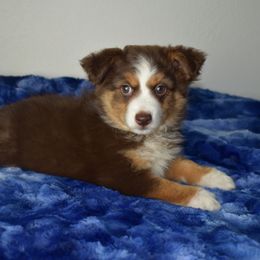 Lilly - Miniature Australian Shepherd